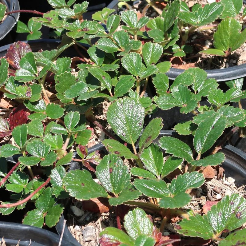 Plant Wild Strawberry To Cover Sunny Bare Soil