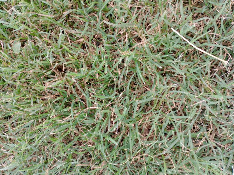 Plant Wiregrass For Open Habitat