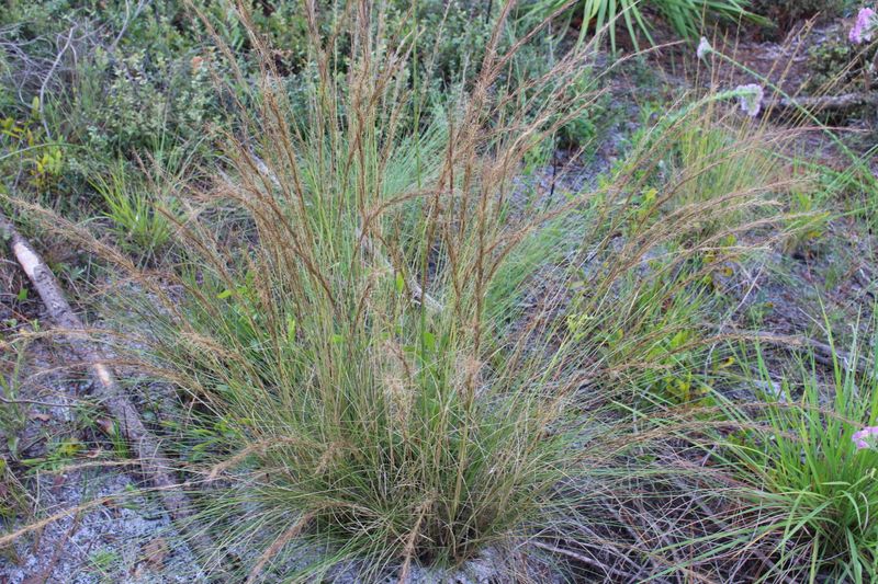 Plant Wiregrass In Fire-Adapted Sandy Landscapes