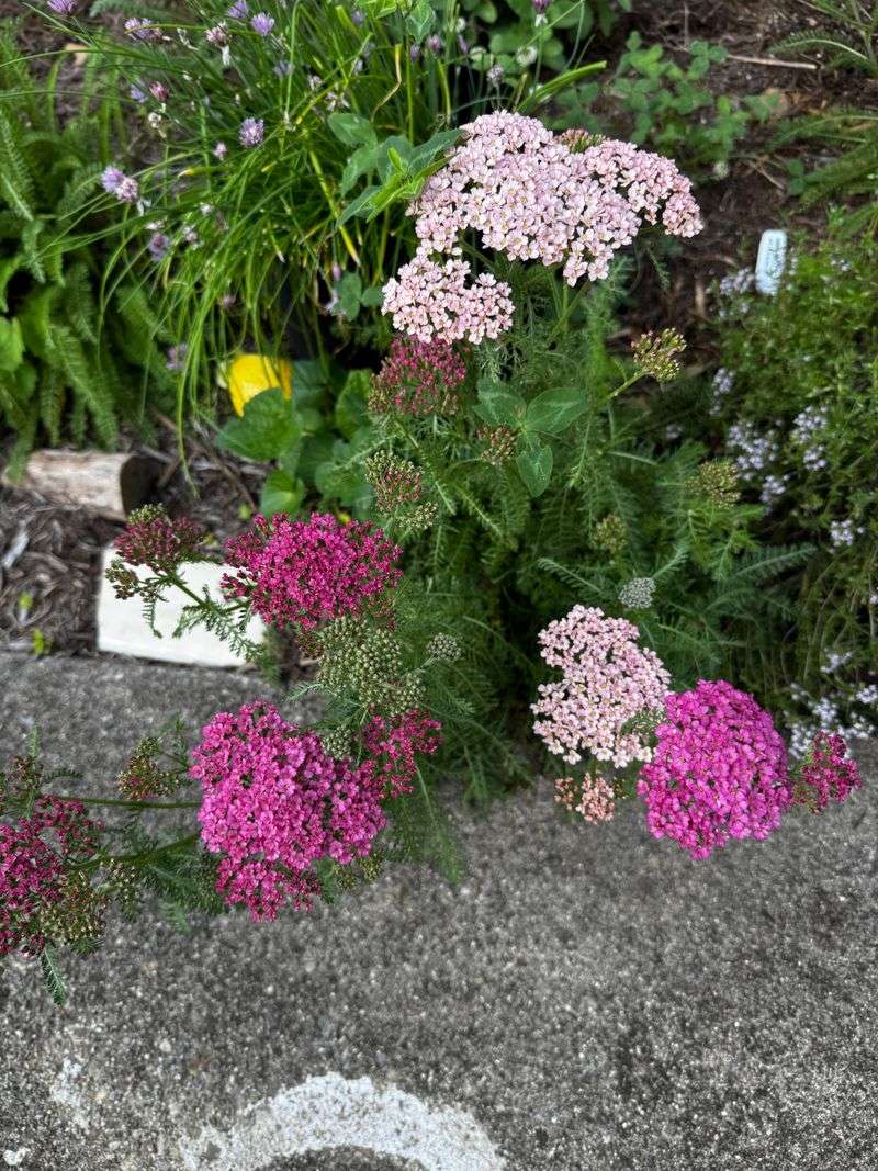Plant Yarrow For Summer Pollinators Plant Yarrow For Summer Pollinators