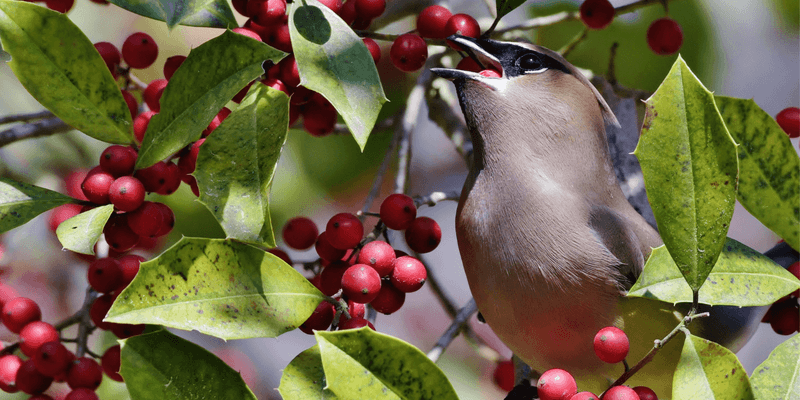 Plant Yaupon Holly For Winter Berries Birds Notice