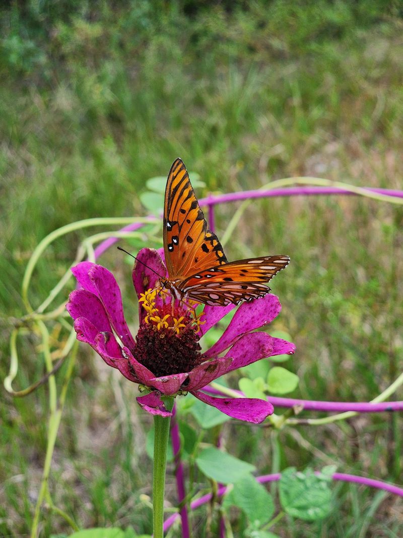 Plant Zinnias For Late Summer Traffic