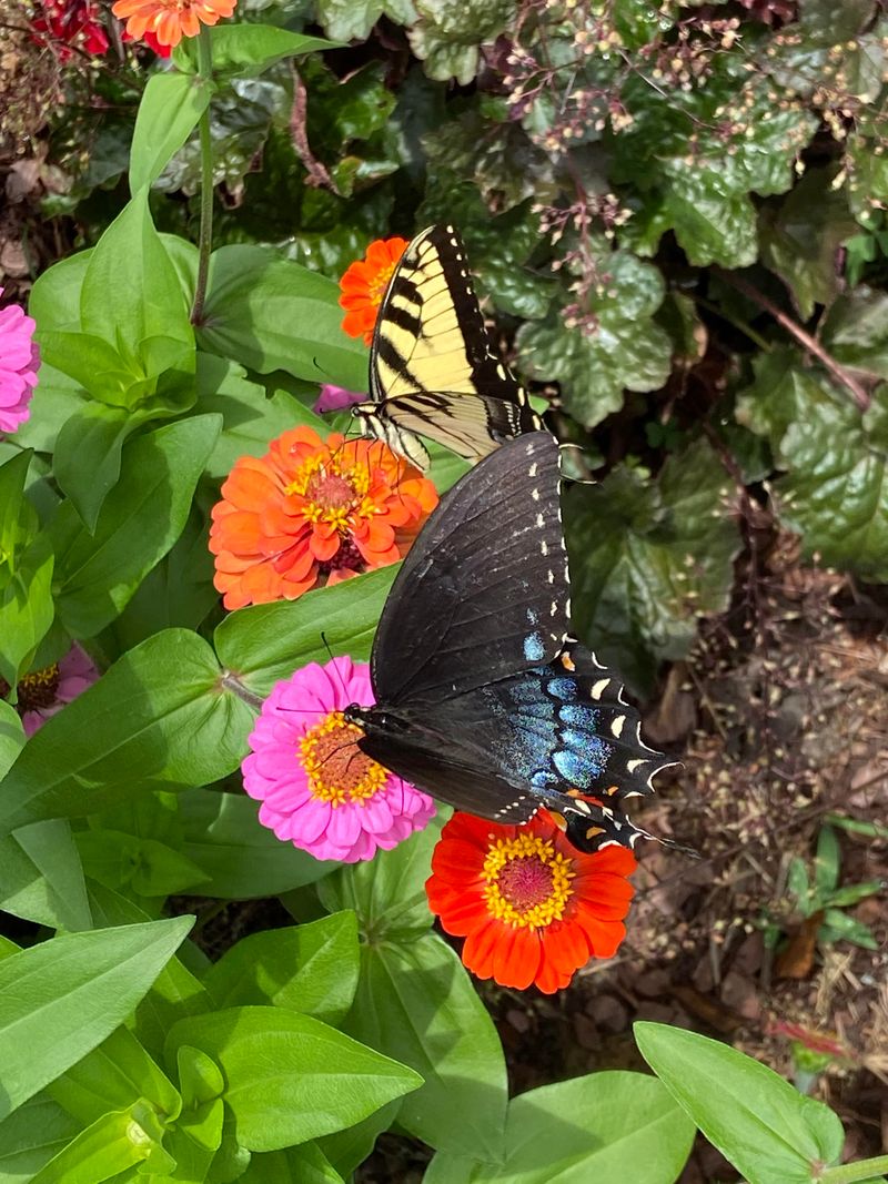 Plant Zinnias For Summer Traffic