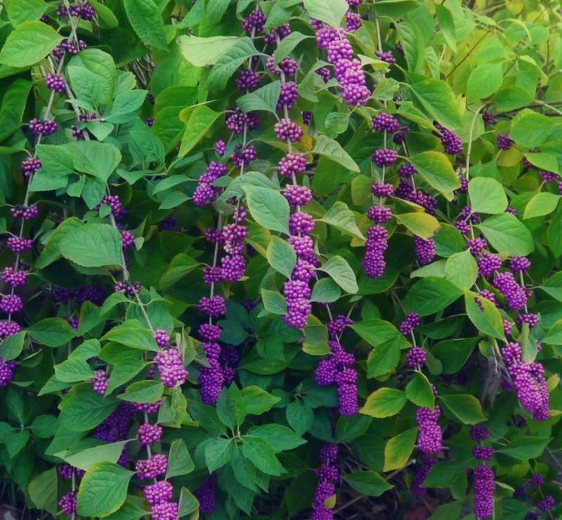 Planting Along Fences And Yard Edges