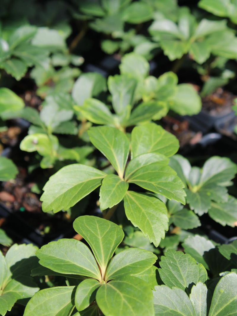 Planting And Care Tips Planting And Care Tips