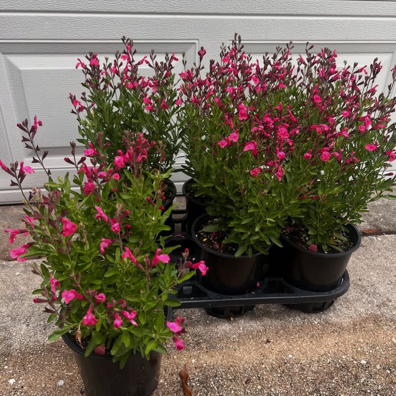 Planting And Care Tips Planting And Care Tips