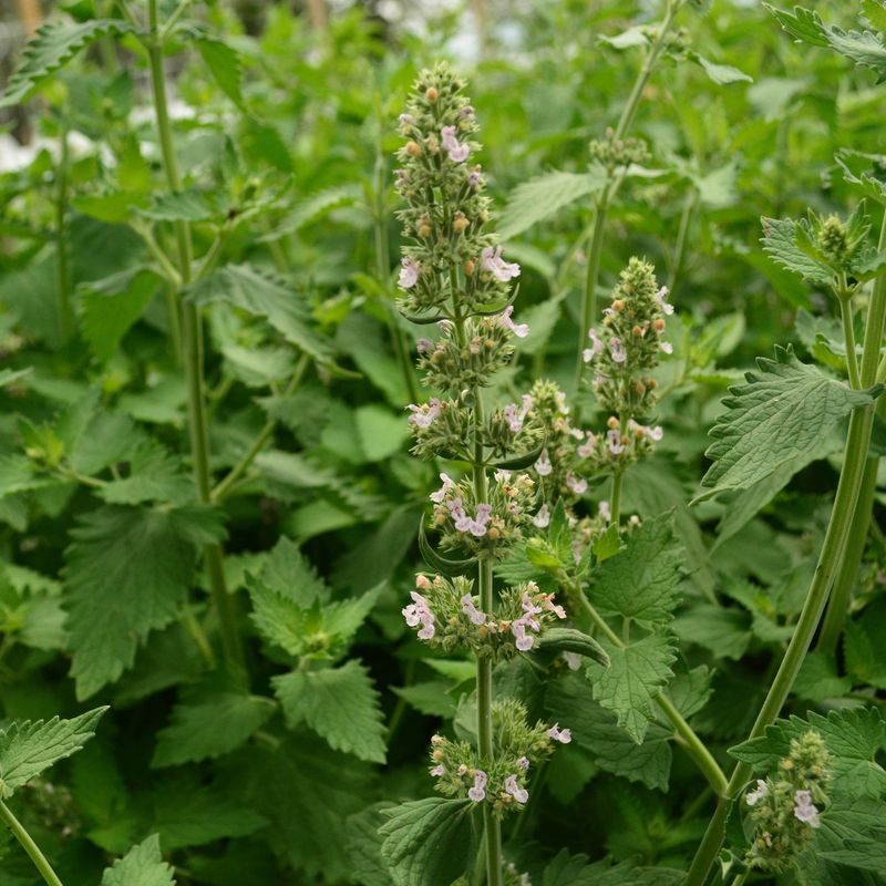 Planting And Companion Tips: Getting The Most Out Of Catnip Planting And Companion Tips: Getting The Most Out Of Catnip