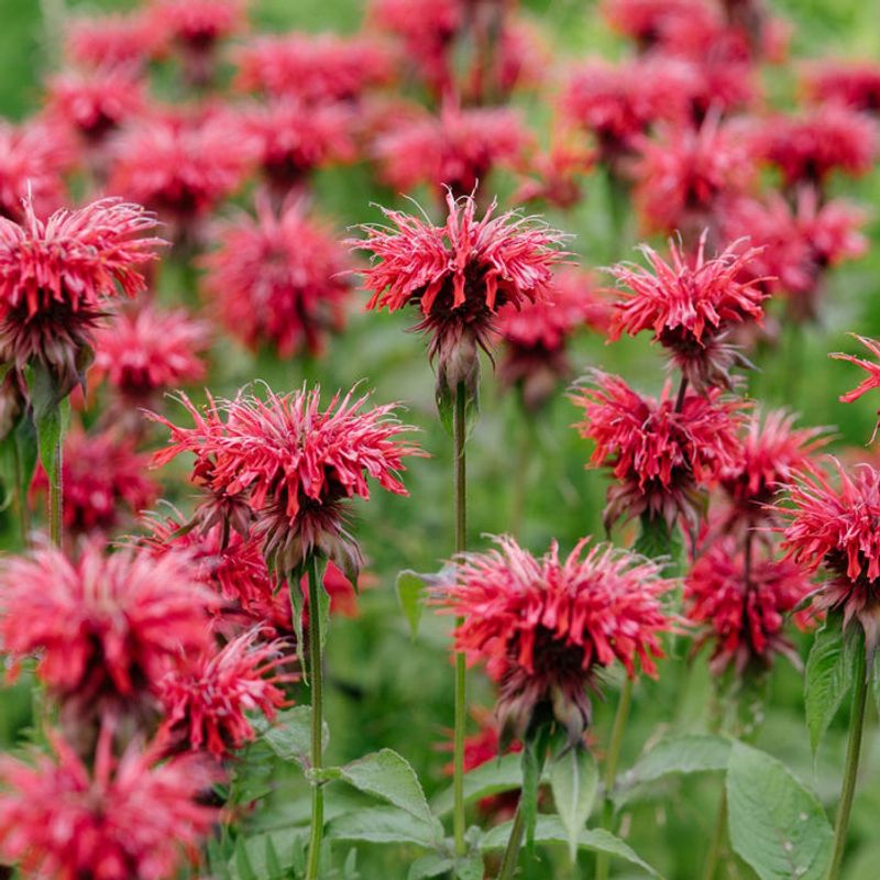 Planting And Companion Tips Planting And Companion Tips