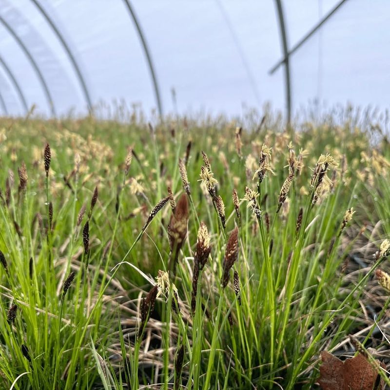 Planting And Spacing Tips