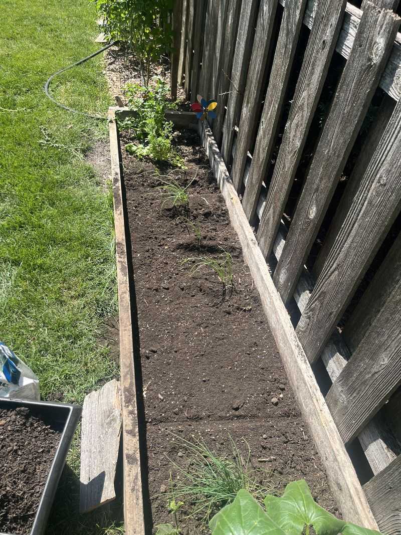 Planting Before Understanding The Yard Planting Before Understanding The Yard