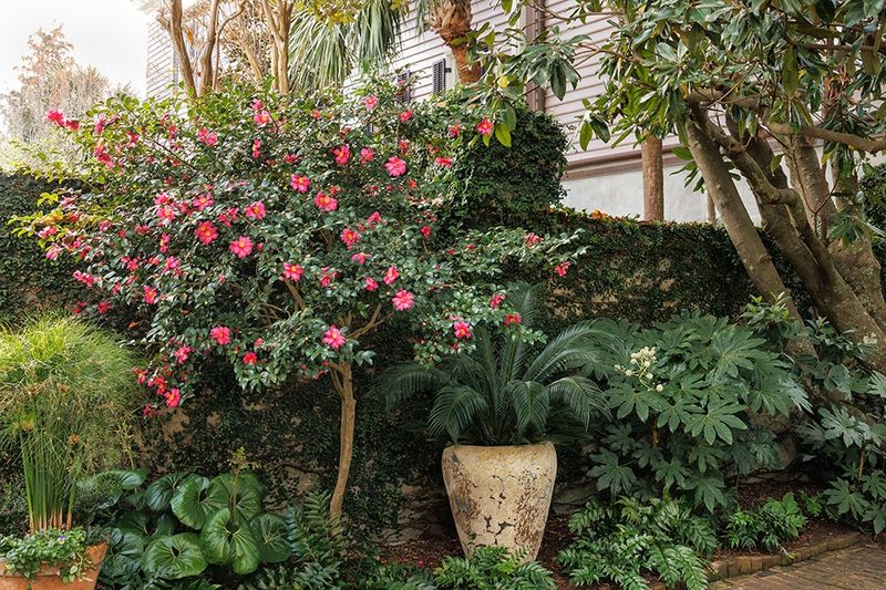 Planting Camellias Too Close To The Walkway Planting Camellias Too Close To The Walkway