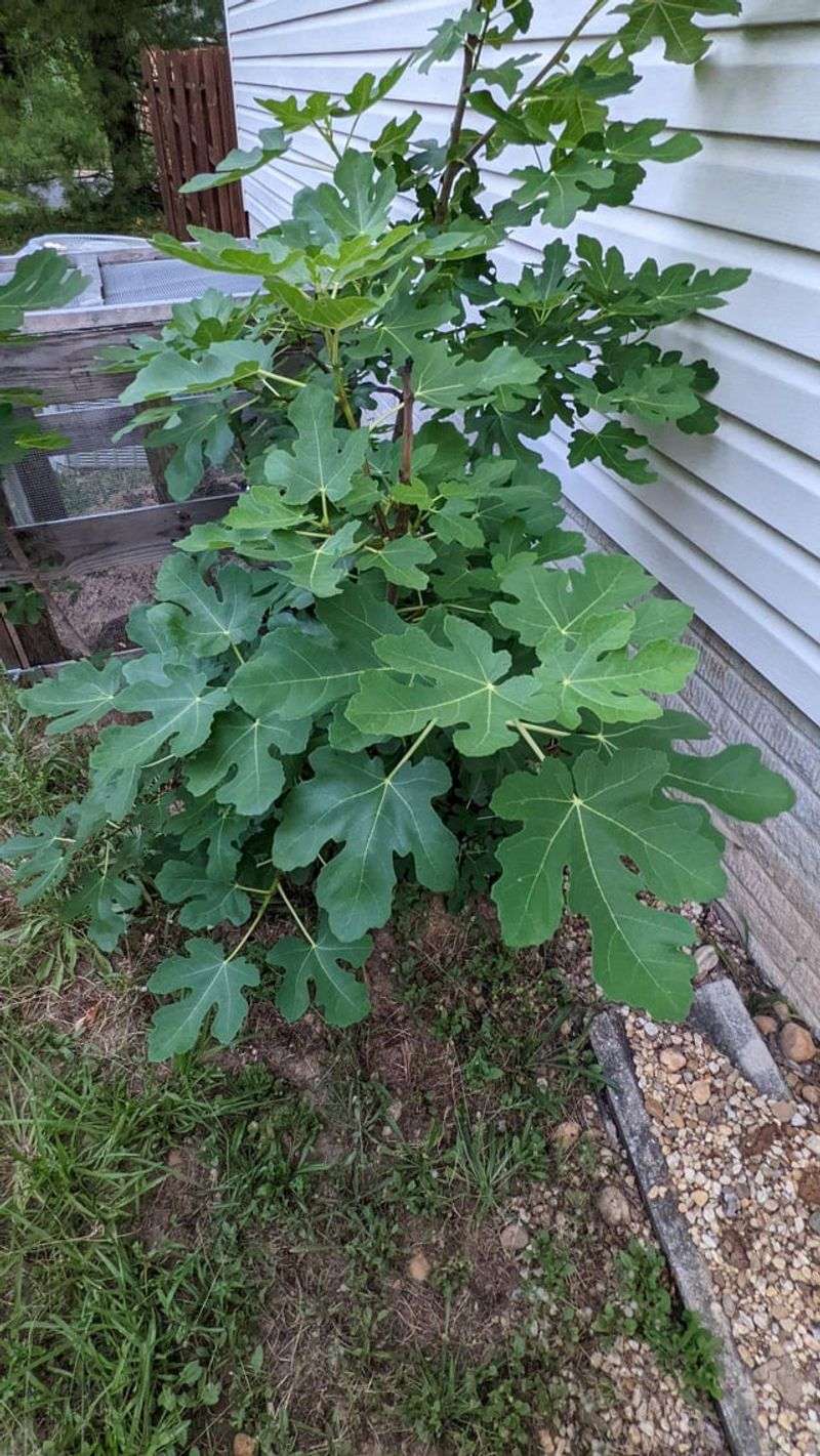 Planting Figs Too Close To Walls