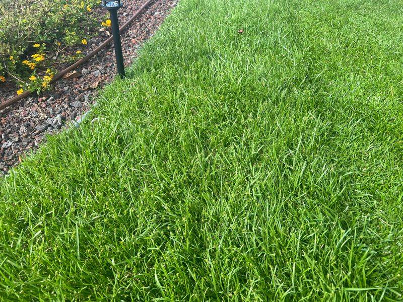 Planting Grass Types That Attract Beetles
