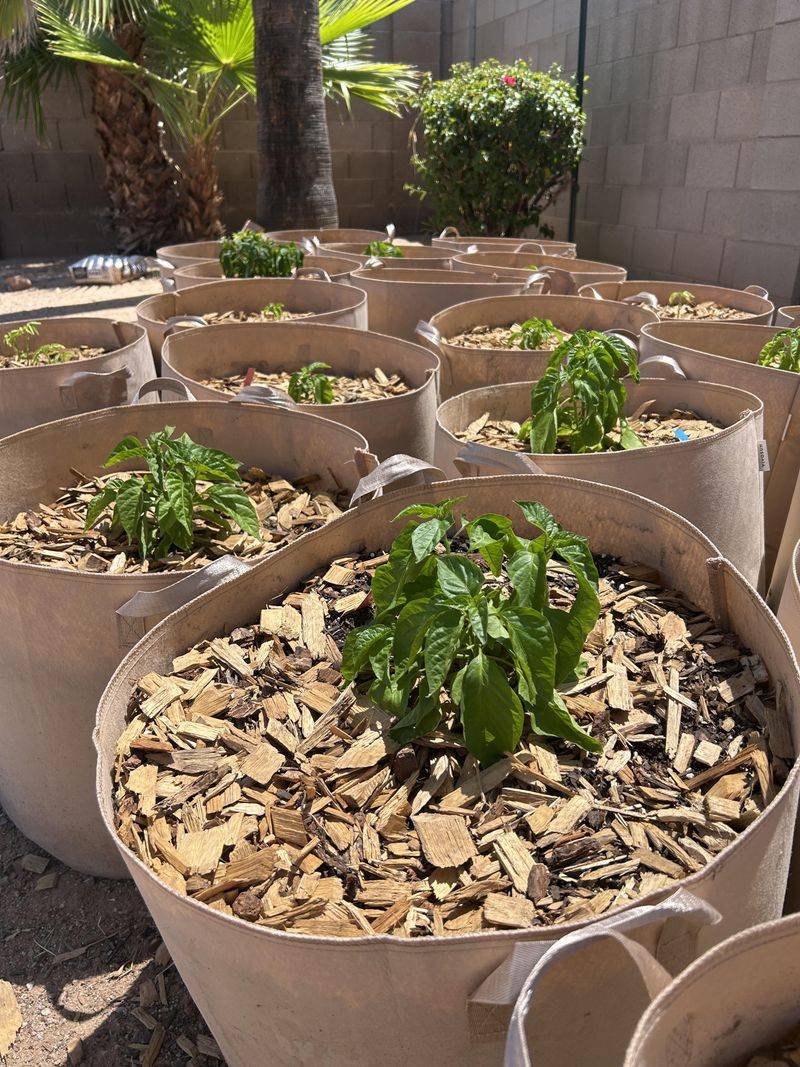 Planting High Water Use Species In Full Sun