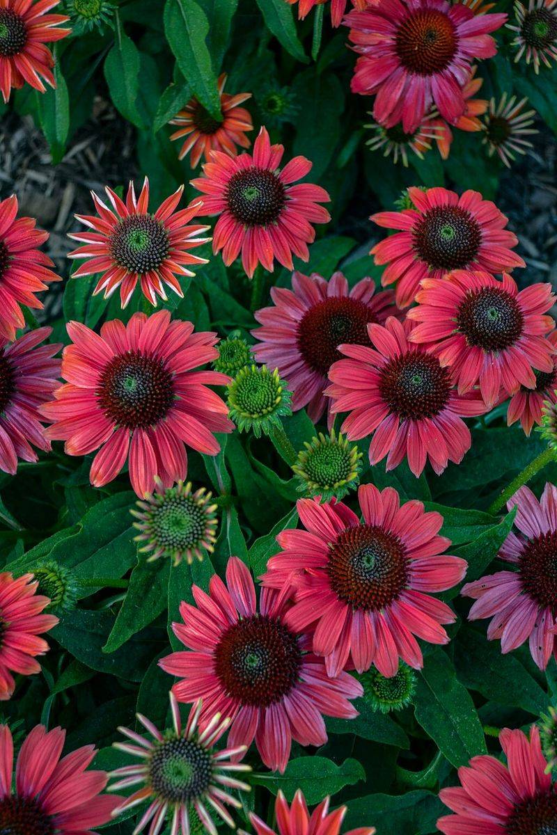 Planting Highly Attractive Flowers Without Companions Planting Highly Attractive Flowers Without Companions