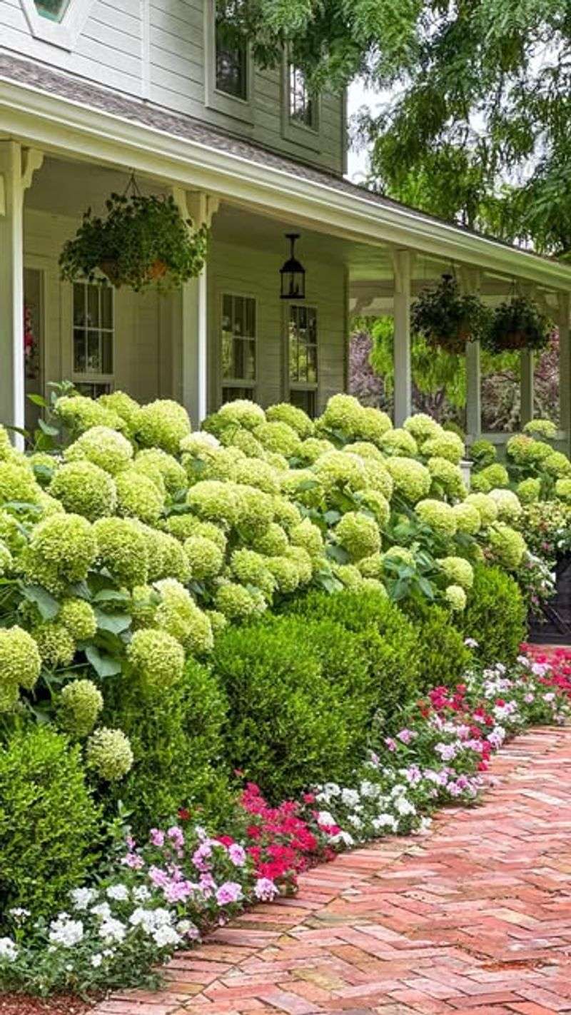 Planting Hydrangeas Too Close To The House Planting Hydrangeas Too Close To The House