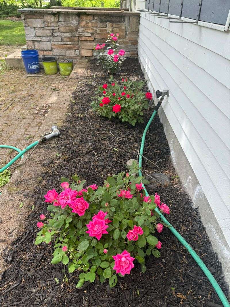 Planting In Compacted Soil Planting In Compacted Soil