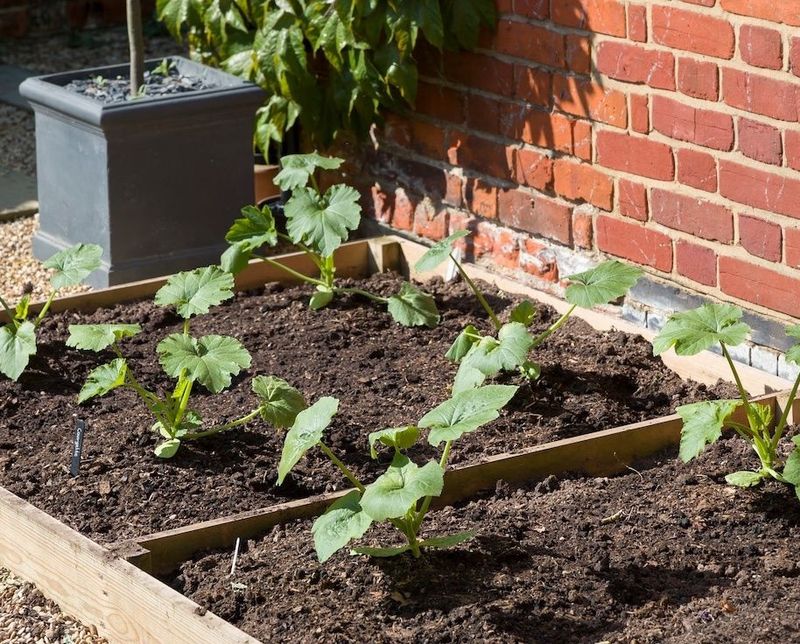 Planting In Compost-Enriched Soil