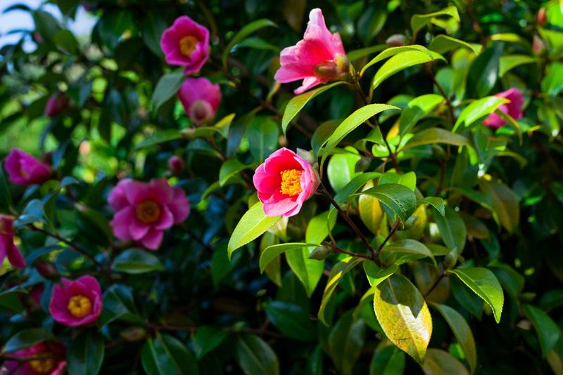 Planting In Deep Shade With Too Little Light Planting In Deep Shade With Too Little Light