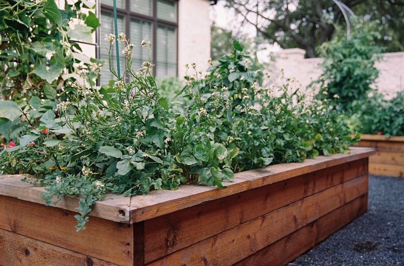 Planting In Dense, Poorly Air-Circulated Beds