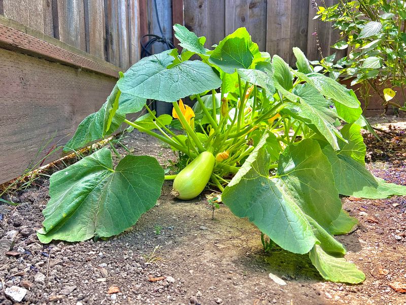 Planting In Full Sun Instead Of Partial Shade