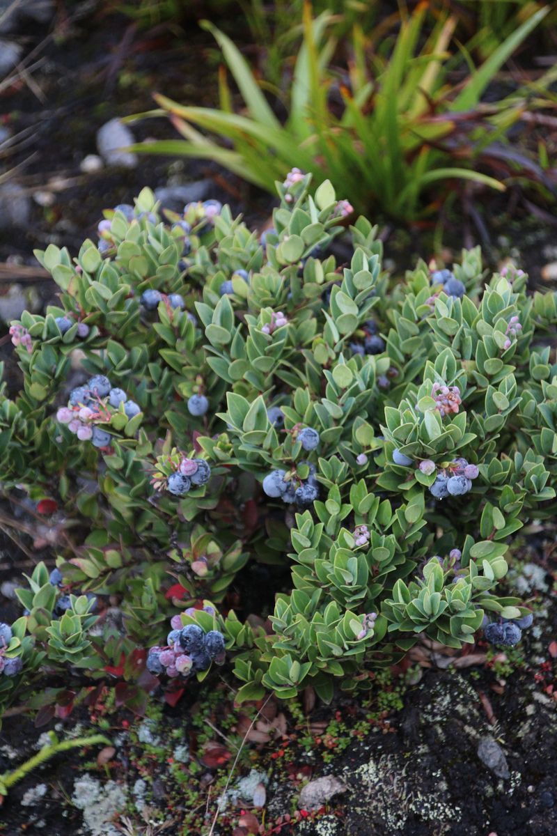 Planting In Heavy Clay Soil Without Improving Drainage