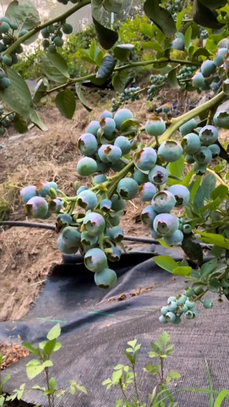 Planting In Poorly Drained Areas Planting In Poorly Drained Areas