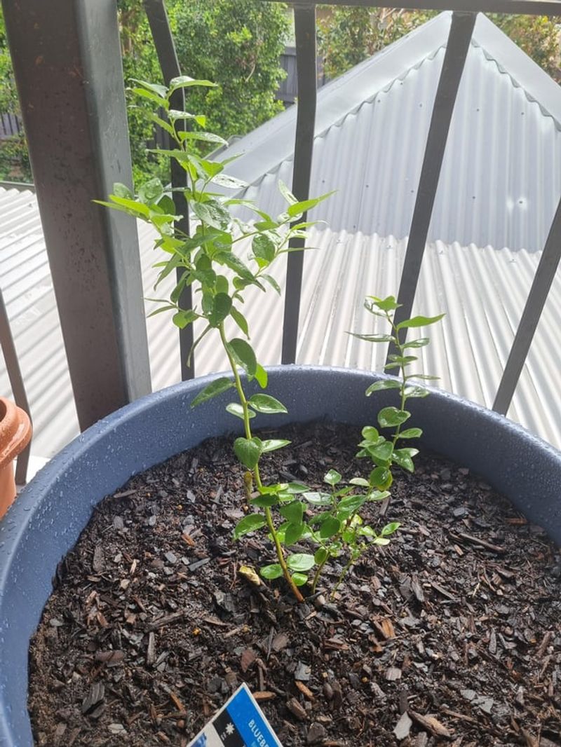 Planting In Poorly Drained Soil Planting In Poorly Drained Soil