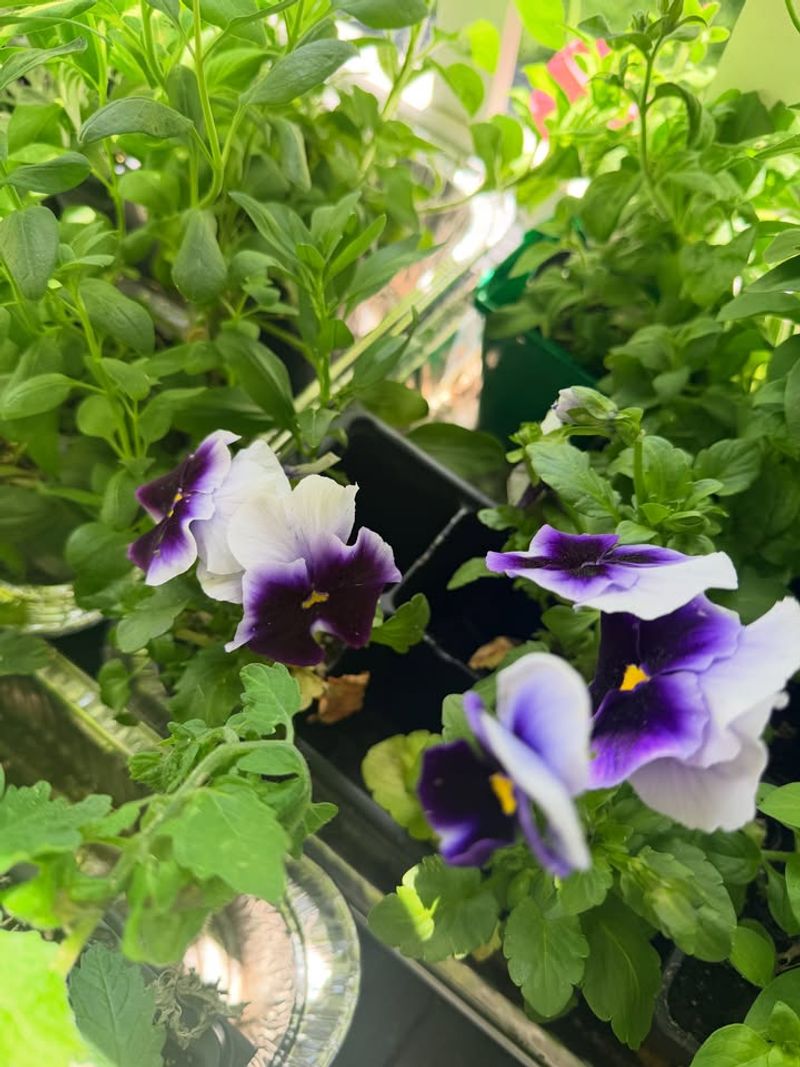 Planting In The Wrong Microclimate Planting In The Wrong Microclimate