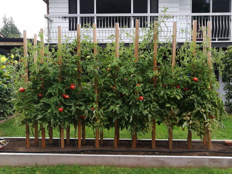 Planting In The Wrong Spot Limits Growth From Day One