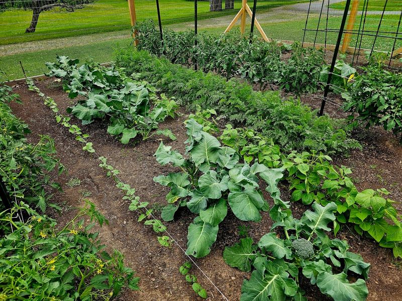 Planting In Waves Prevents Too Much Produce At Once