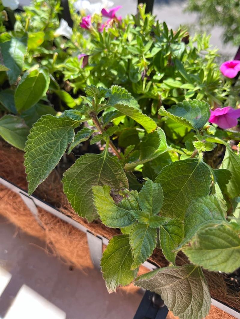 Planting It In Soil That Drains Too Slowly