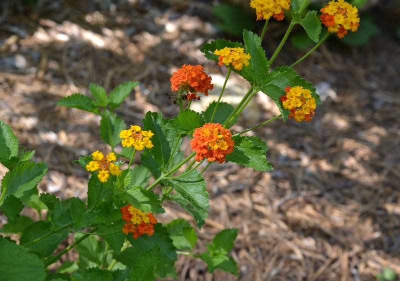 Planting Lantana In Too Much Shade Planting Lantana In Too Much Shade
