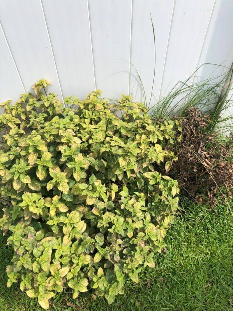 Planting Lantana Where It Doesn't Get Enough Sun