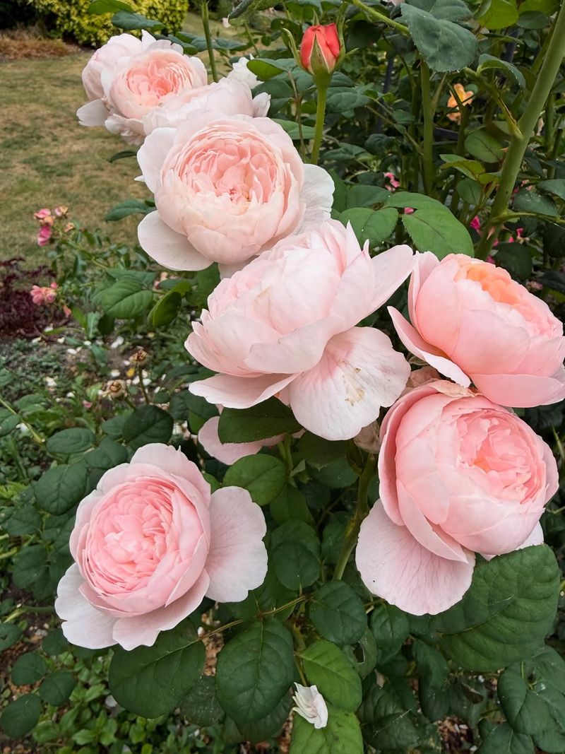 Planting Large Numbers Of Beetle-Favorite Ornamentals