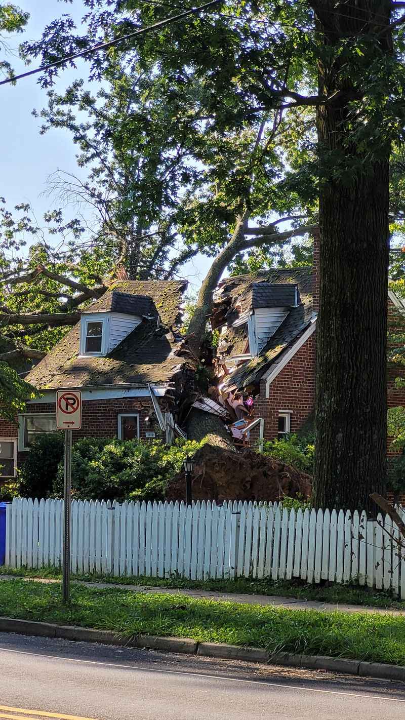 Planting Large Trees Too Close To Homes And Driveways