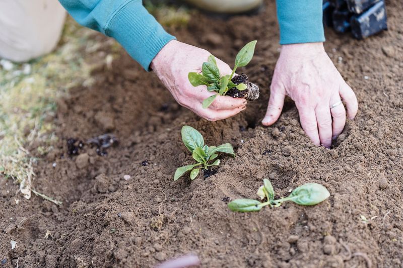 Planting Mistakes Maryland Gardeners Make In June
