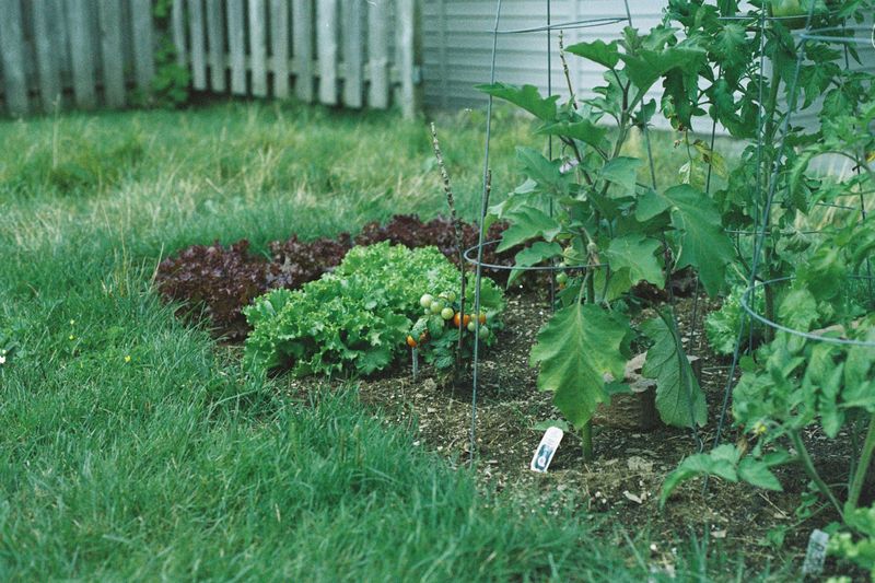 Planting Near The Wrong Companions Planting Near The Wrong Companions