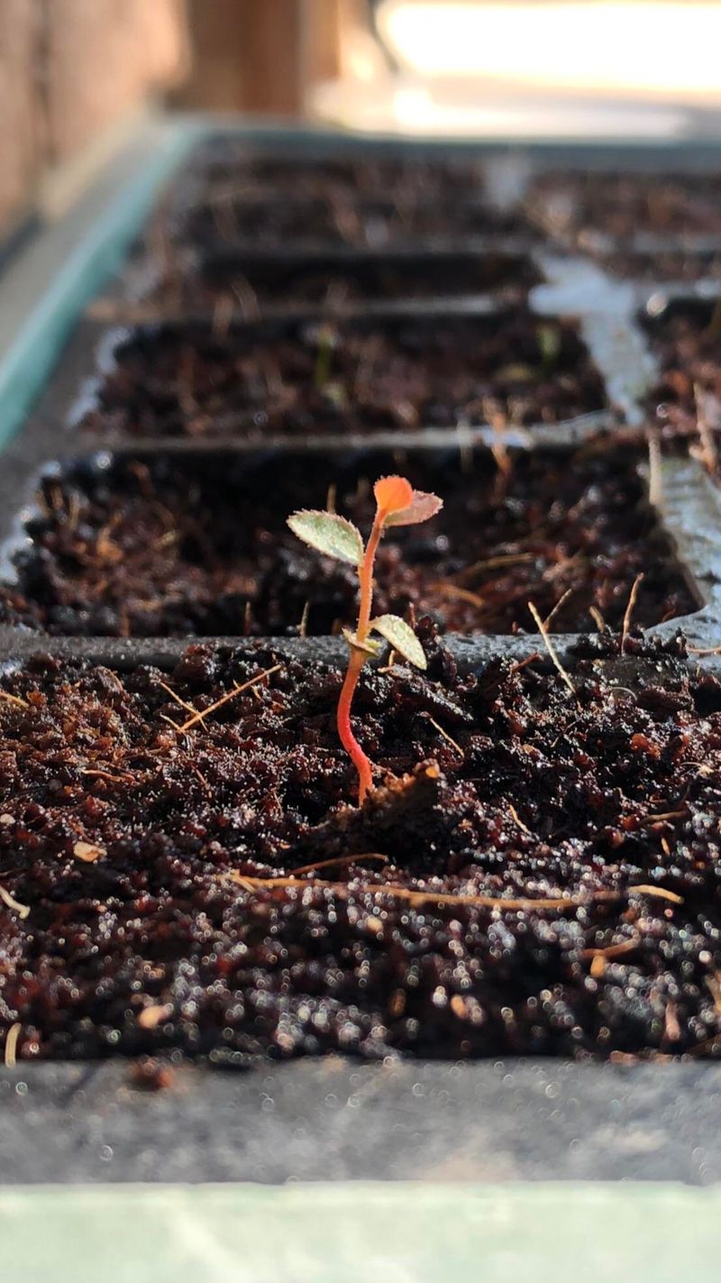 Planting Only One Blueberry Variety Planting Only One Blueberry Variety