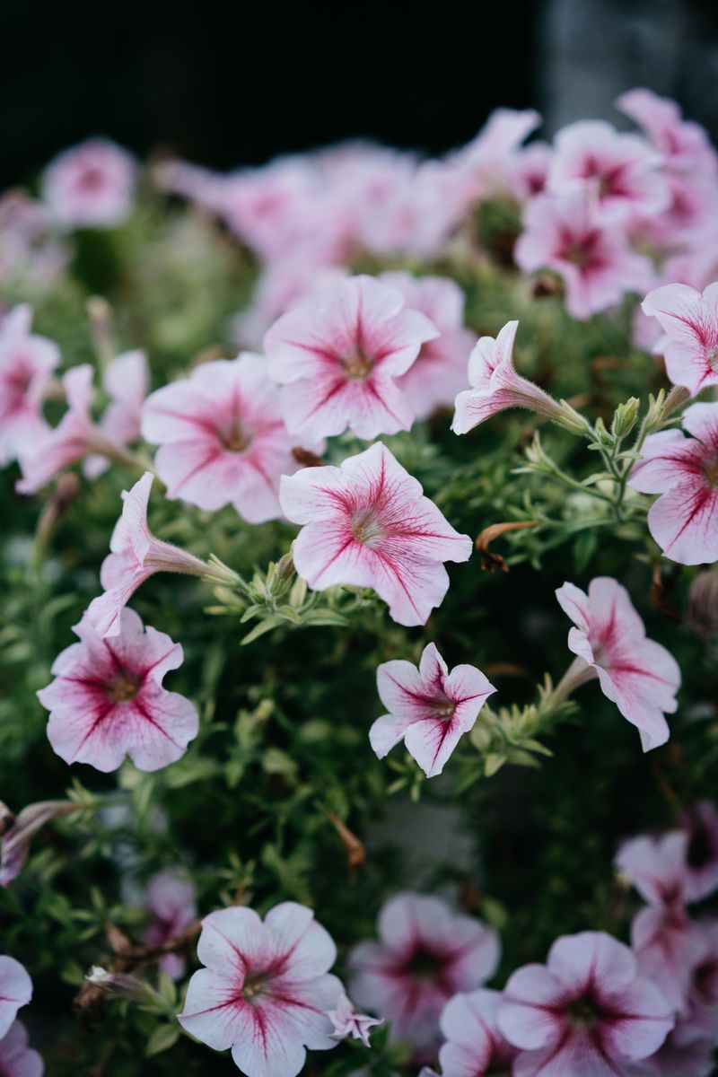 Planting Petunias In Too Much Shade Planting Petunias In Too Much Shade