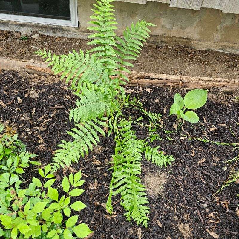 Planting Shade Ferns In Harsh Sun