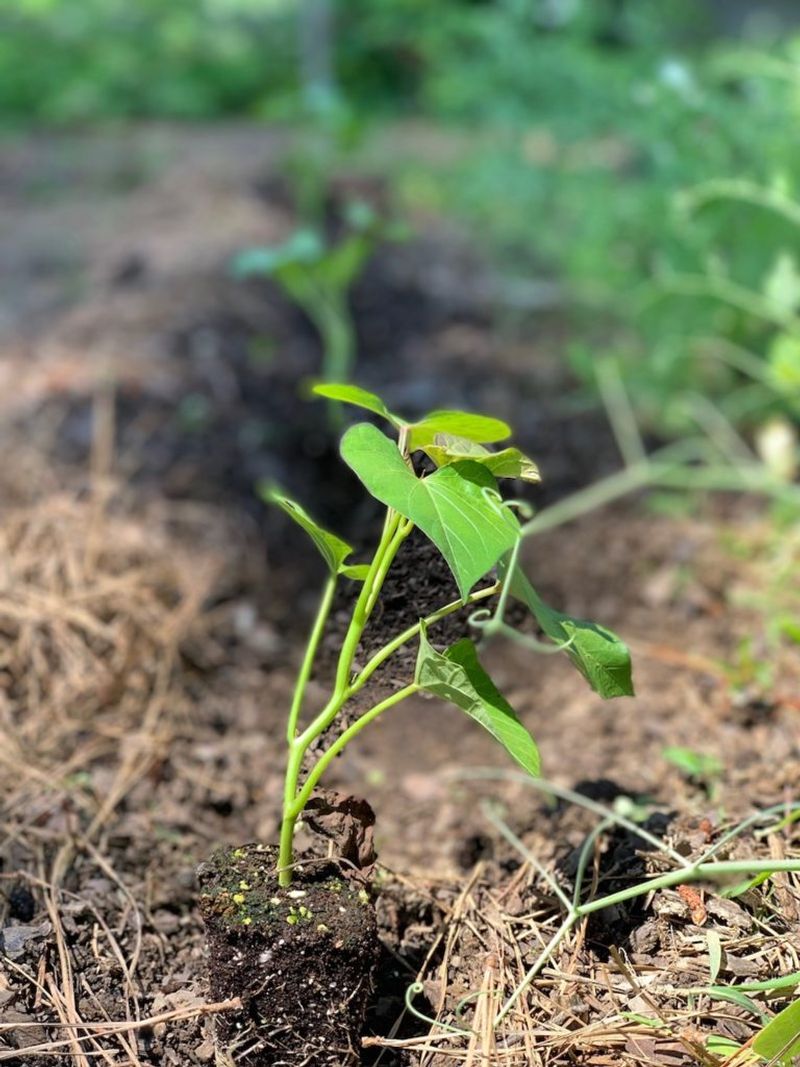 Planting Slips Too Early In Cool Soil Planting Slips Too Early In Cool Soil