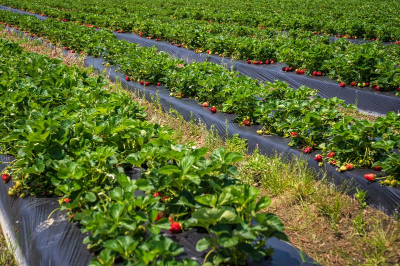 Planting Strawberries In The Wrong Spot Planting Strawberries In The Wrong Spot