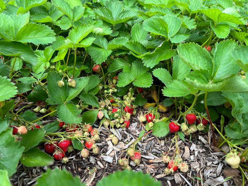 Planting The Wrong Strawberry Variety For Indiana's Climate Planting The Wrong Strawberry Variety For Indiana's Climate