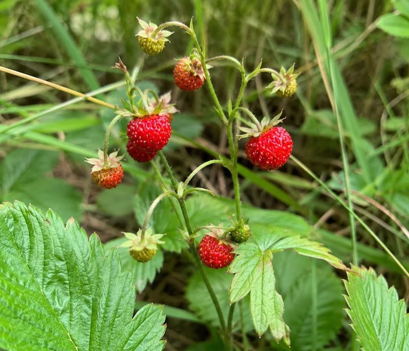 Planting Tick-Attracting Species Near Play Or Seating Areas