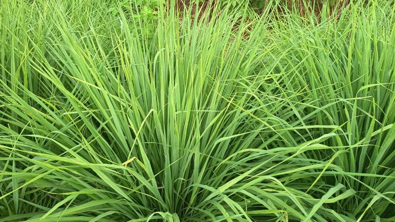 Planting Tips For Maximum Effect