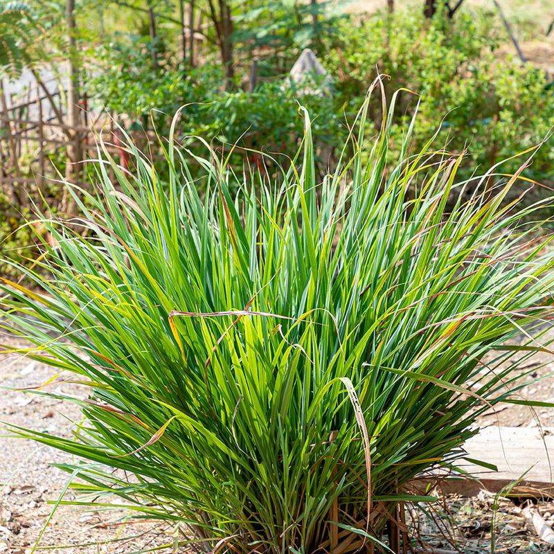 Planting Tips For Maximum Effect
