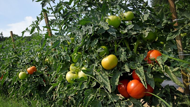 Planting Tomatoes In Too Much Shade Planting Tomatoes In Too Much Shade
