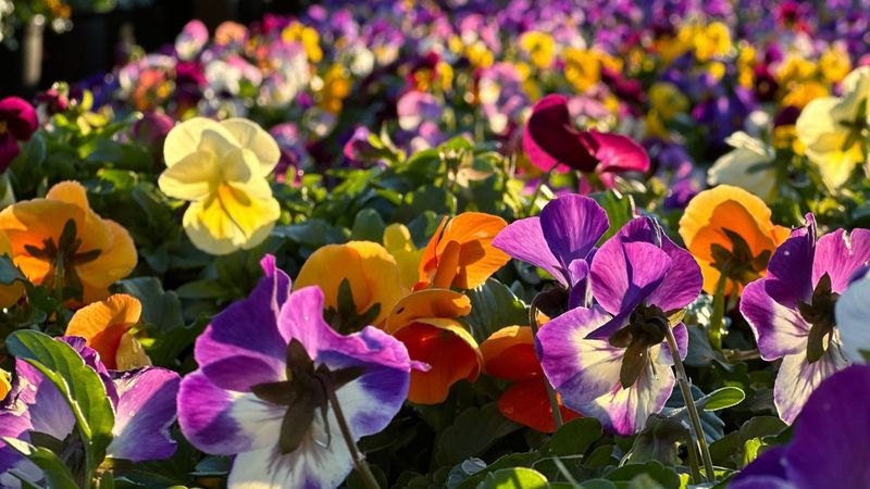 Planting Too Close Or Overcrowding Beds Planting Too Close Or Overcrowding Beds