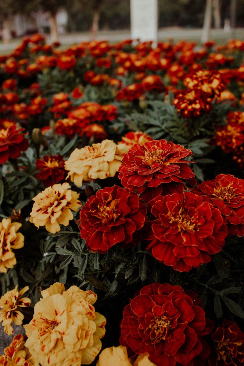 Planting Too Close Together Planting Too Close Together